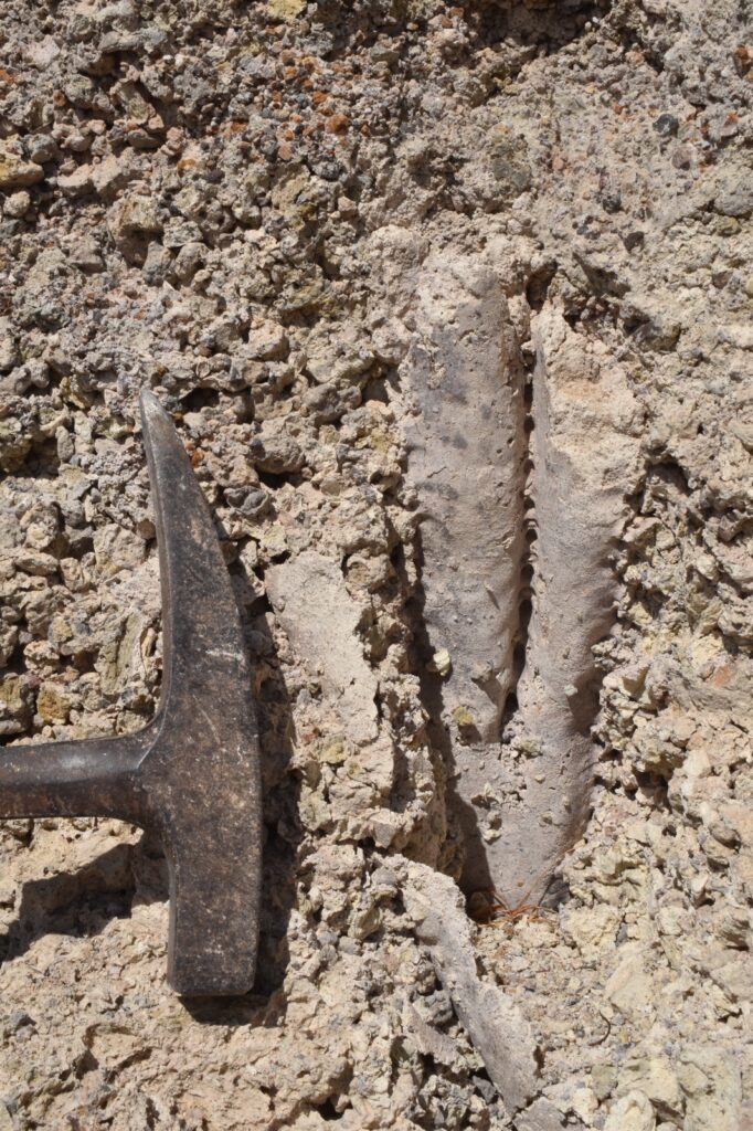 En riesgo un excepcional yacimiento de fósiles vegetales de 312.000 años único en el mundo, en el Sureste de Tenerife